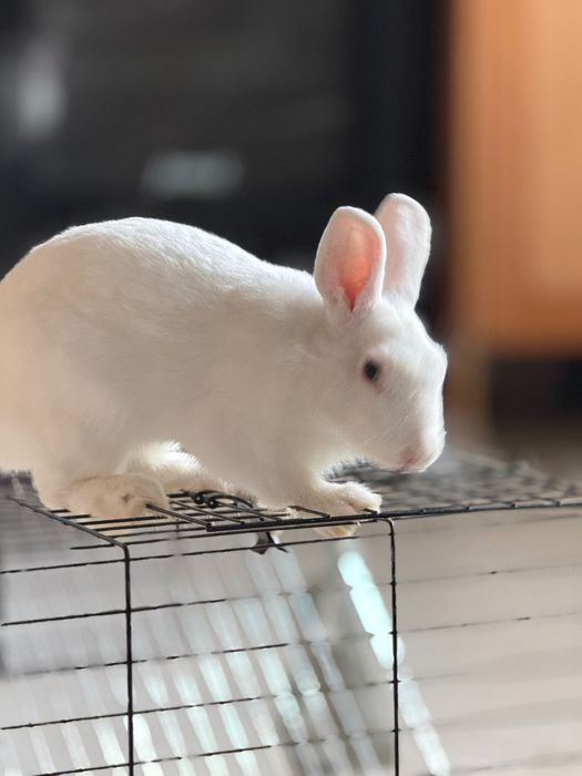 Adoção de dois coelhos anões