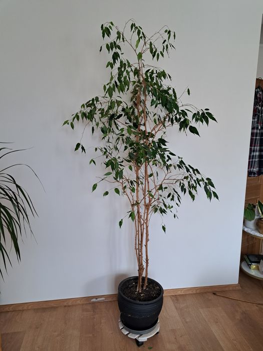 Sprzedam kwiat -fikus Benjamina