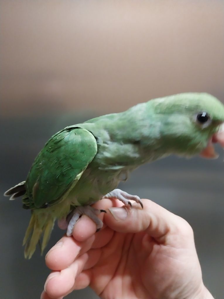 Ring necks para acabar de alimentar a mão