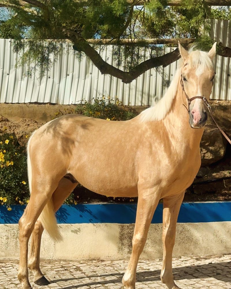 Cavalo Palomino  super mansinho ! Super gentle Palomino horse!