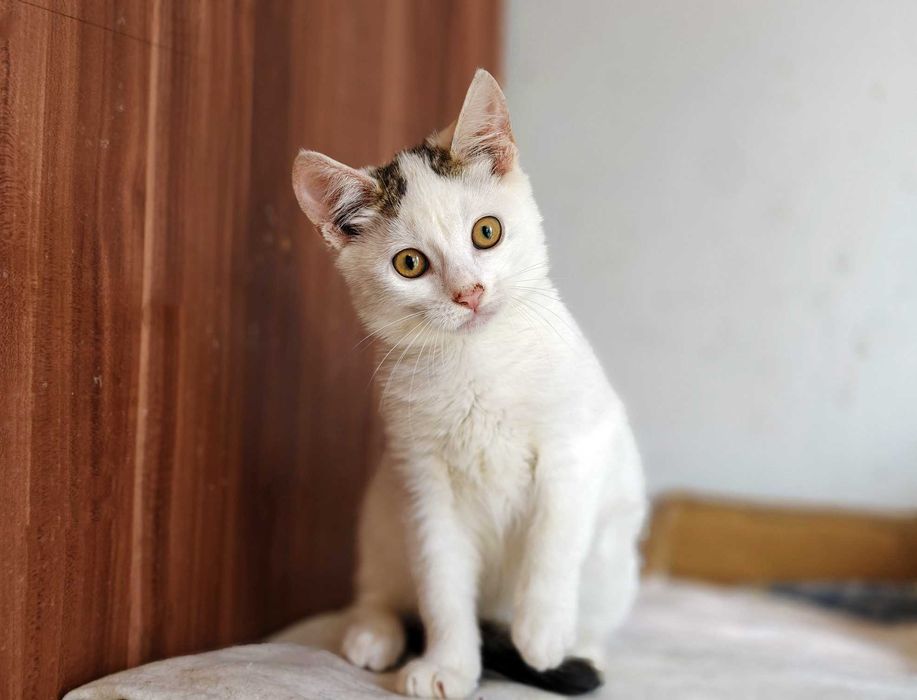 Красуня Совушка дуже хоче знайти свого господаря, кіт кошеня кот кішка