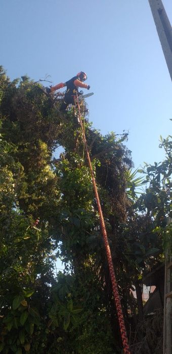 Podas e Abates de Árvores - Escalada / Limpeza de Terrenos-Desmatação