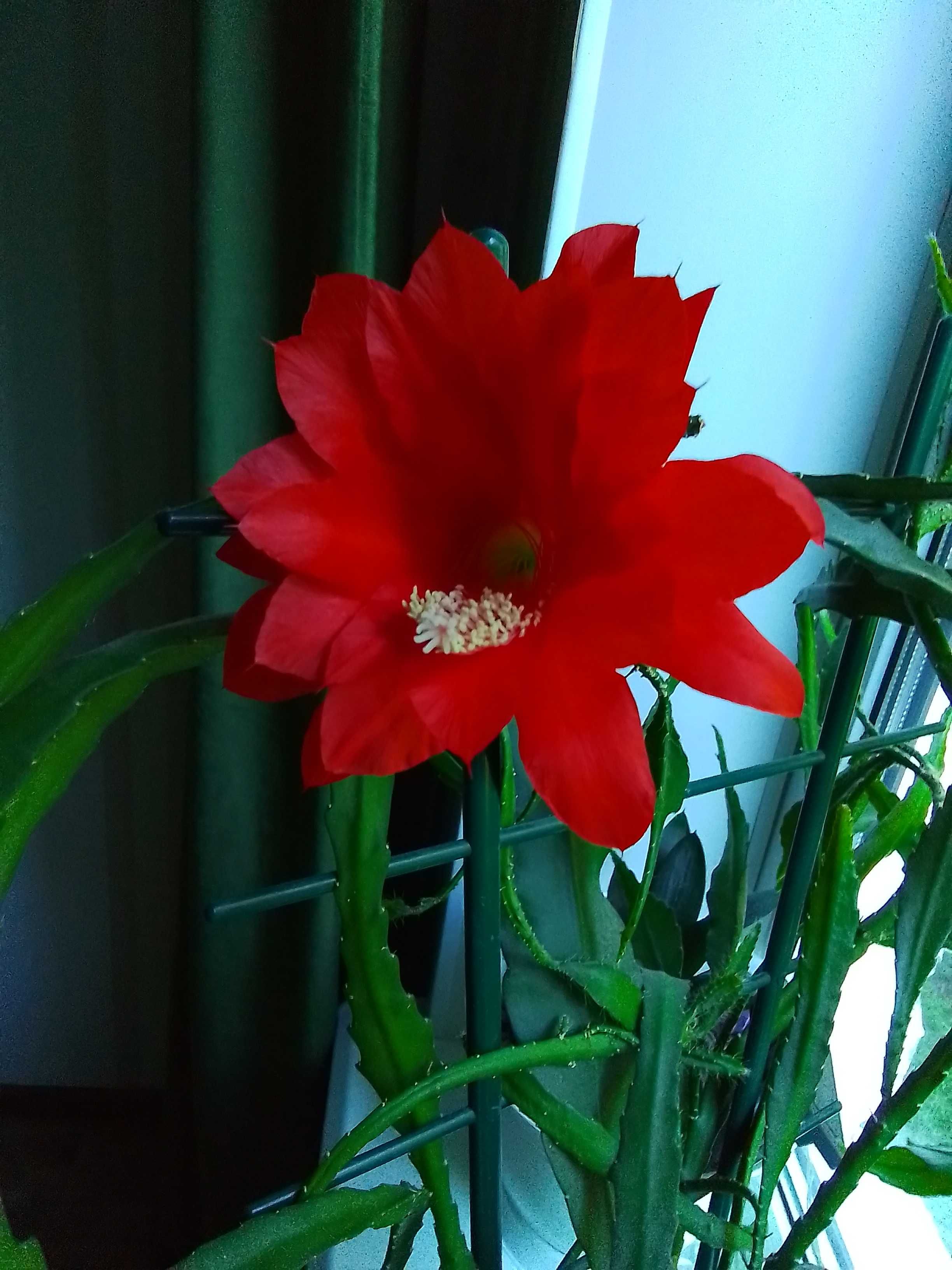 Отростки кактуса эпифилиума (цветет красным)