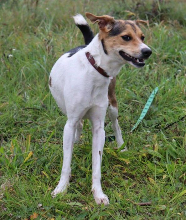 wesoła, młodziutka, nieduża sunia do adopcji