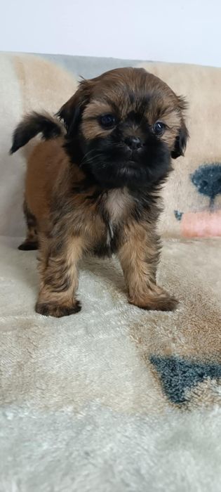 Shih Tzu suczka z rodowodem. Odbiór od 25.10.25r