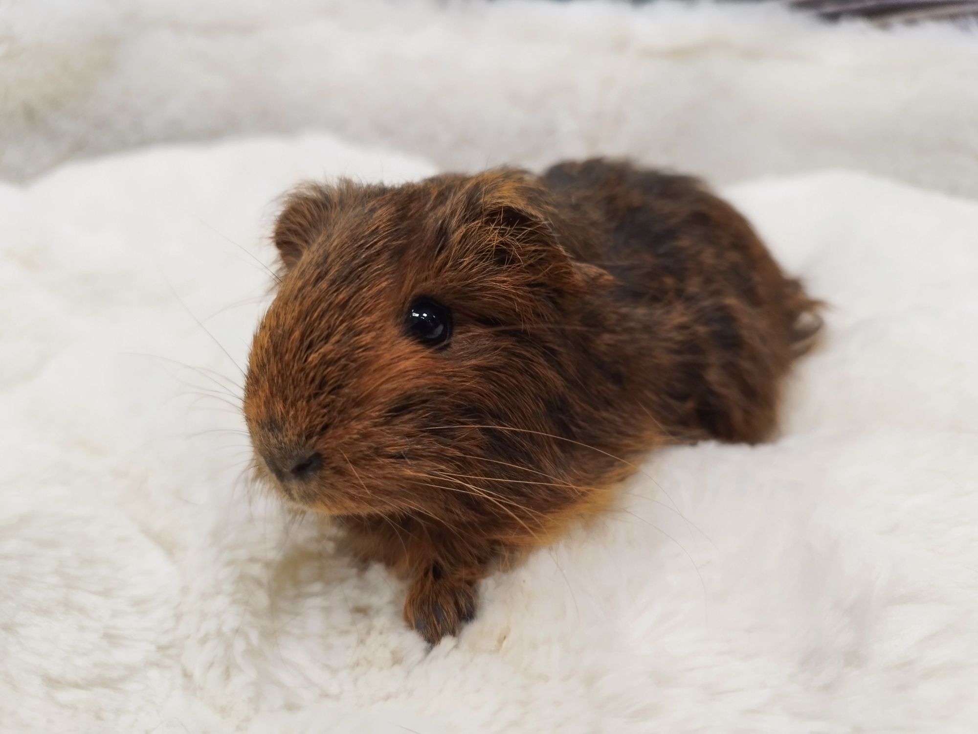 Świnka Morska Długowłosa Agouti Brown (samica) MASSON