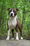 Piękny piesek - Champion PL Szczeniąt American Staffordshire Terrier