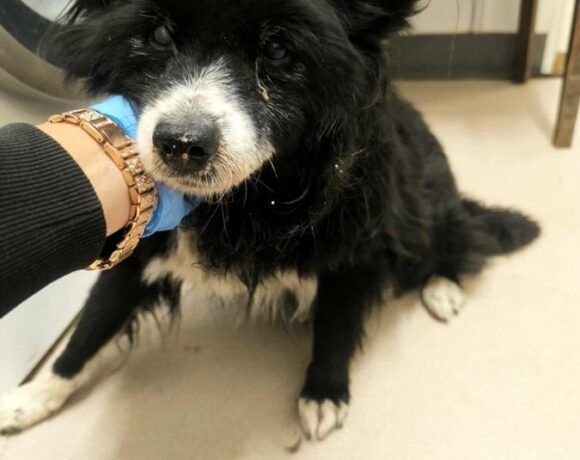 Starszy miły, piesek TAMIREK szuka domku!