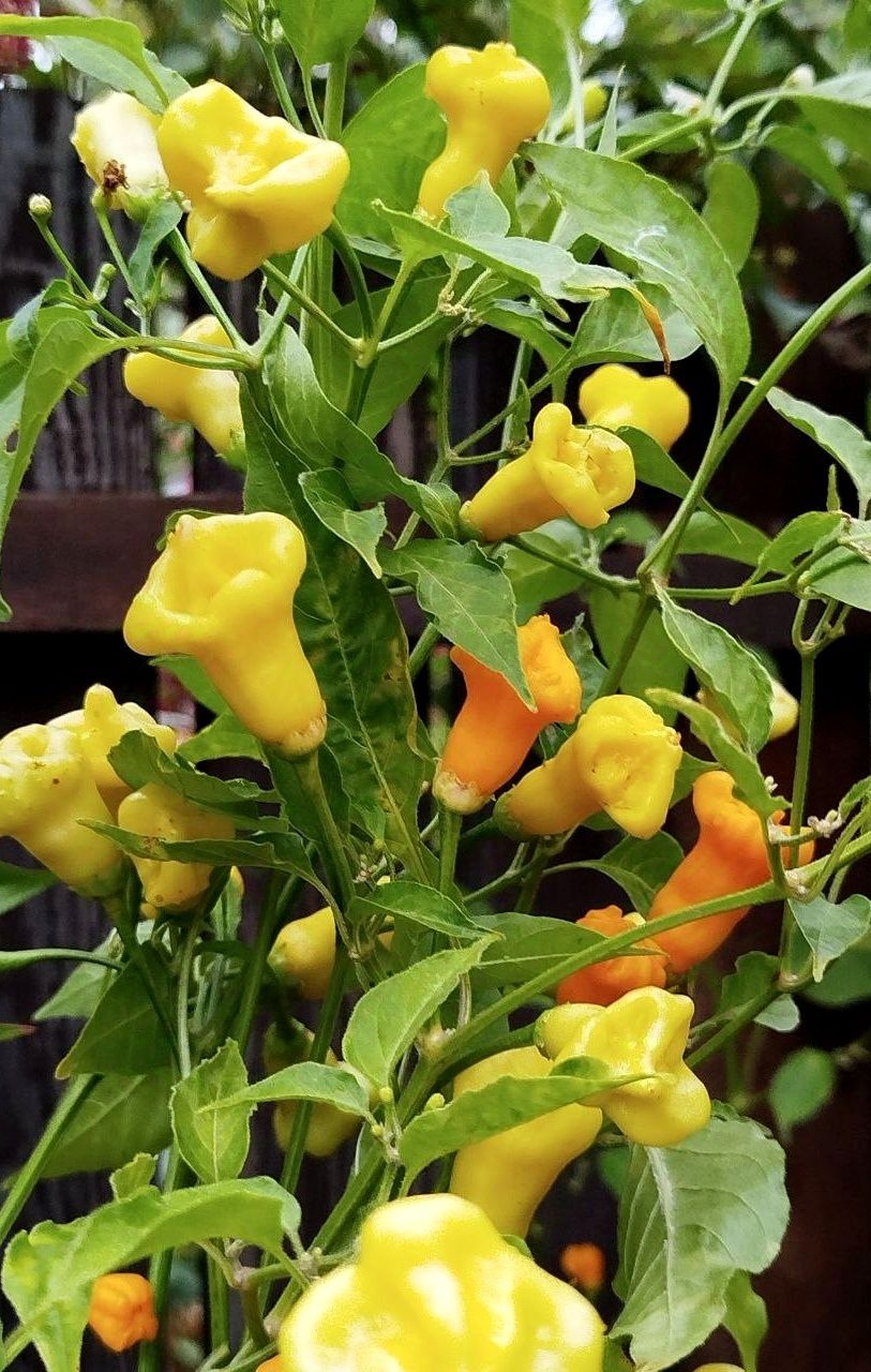 Насіння гострого перцю. Кароліна ріпер, Carolina Reaper
