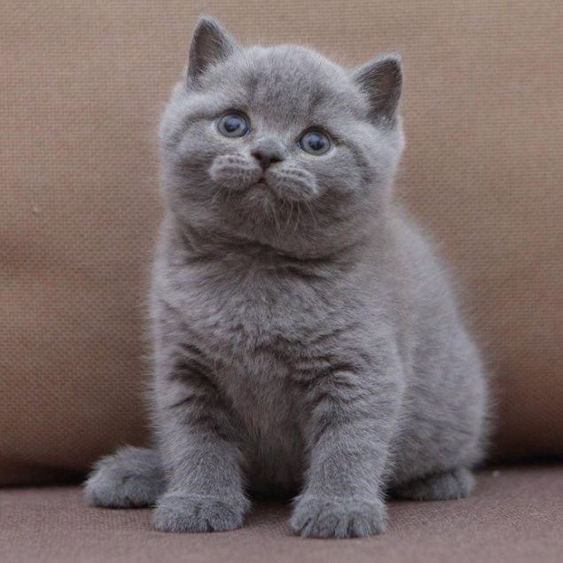 Серенькие мальчики и девочки