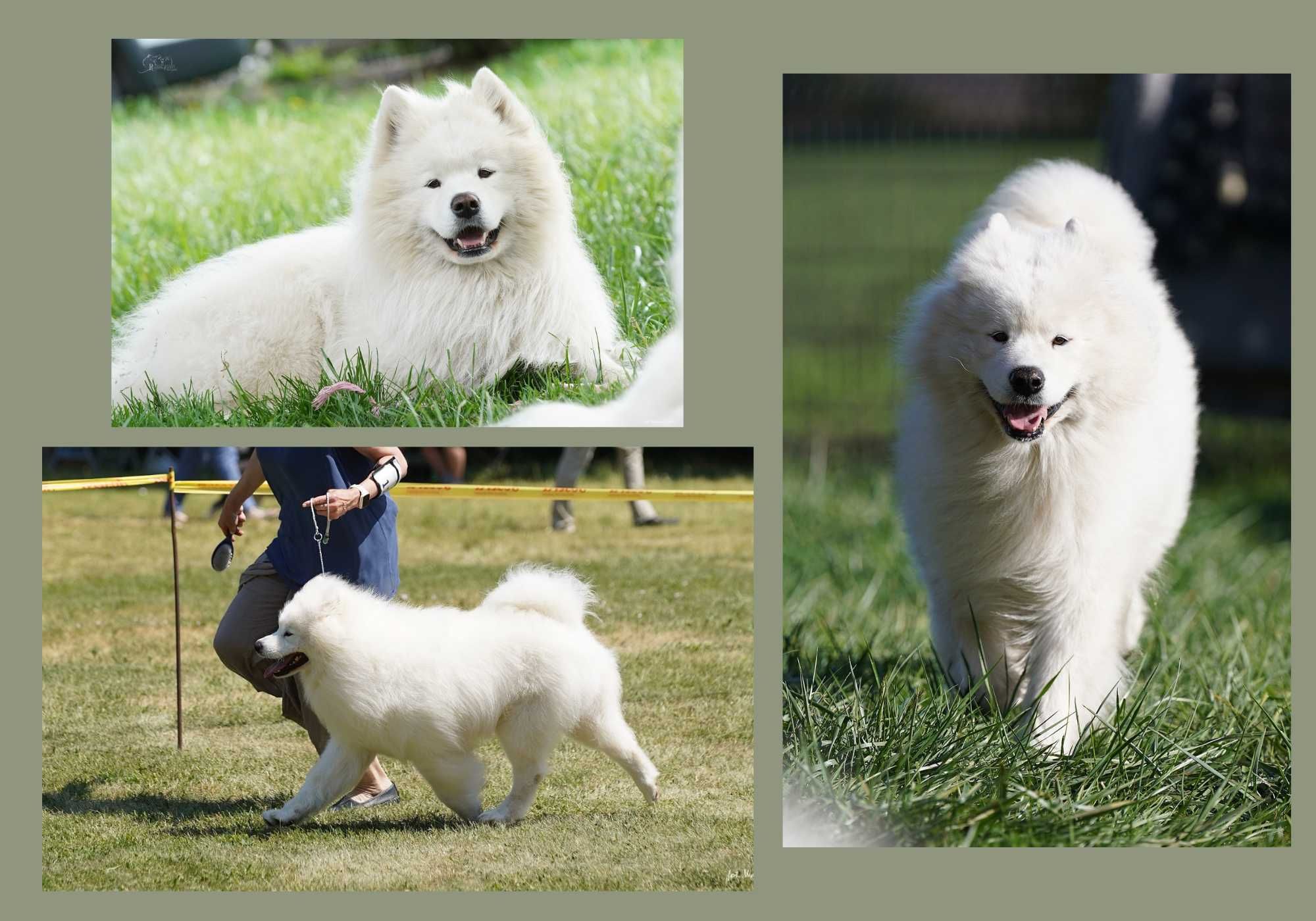 Samoyed, rezerwacja szczeniąt rodowód ZKwP, FCI,