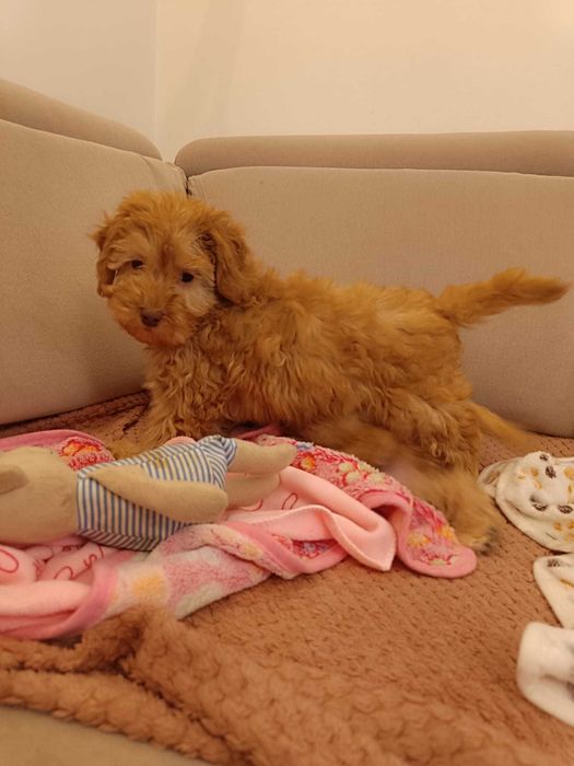 Maltipoo cudne misie :)