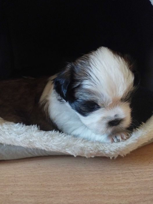 Shih Tzu uroczy piesek tricolor z trzypokoleniowym rodowodem