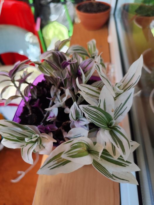 Традесканция (ассорти из трёх видов)