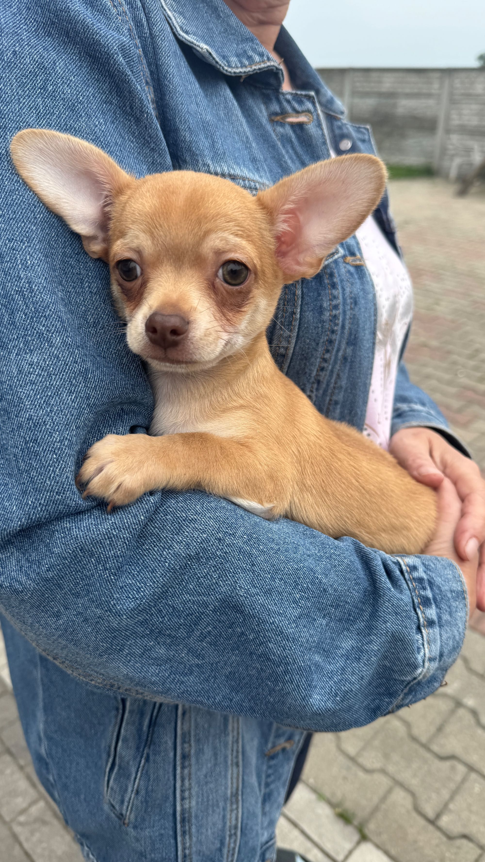 Piesek chihuahua red nos
