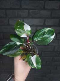 Philodendron White Knight