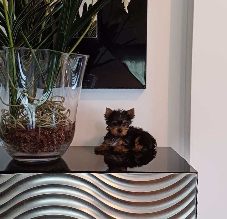 Yorkshire Terrier  Miniatura