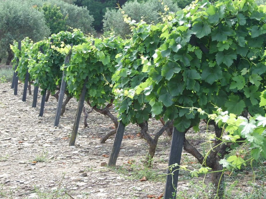 Douro: Quinta com Vinha e Oliveiras