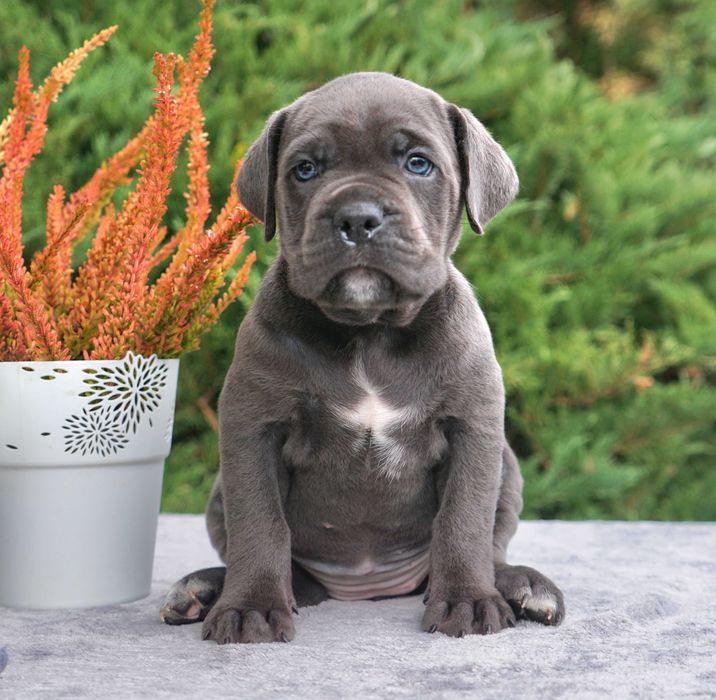 Szczeniak Cane Corso ZKwP FCI