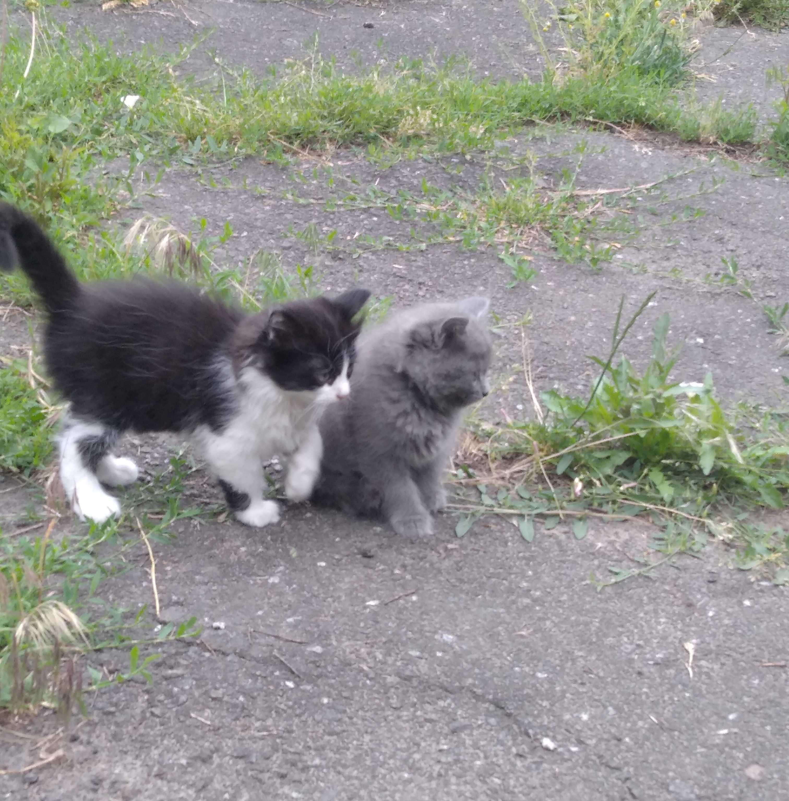 Котики в добрі руки
