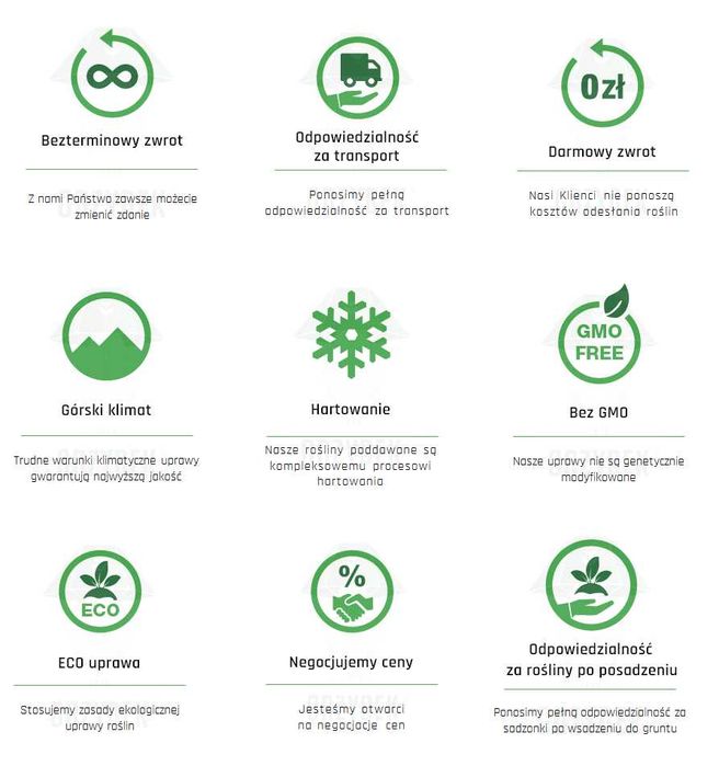 POMIDOR TUCANO - rozsada, sadzonka