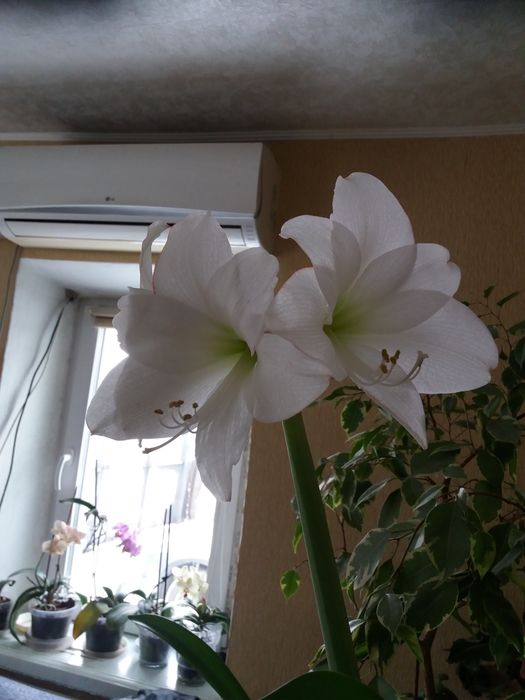 Розпродаж Амаріліс Гіппеаструм.самовивоз