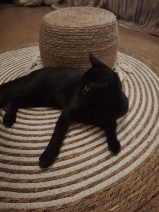 Gatinha com 4 meses para adoção