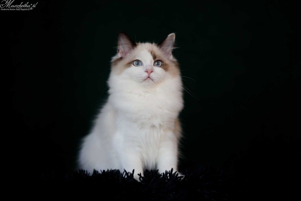 Ragdoll, śliczna koteczka seal bicolor z rodowodem FPL/FIFE
