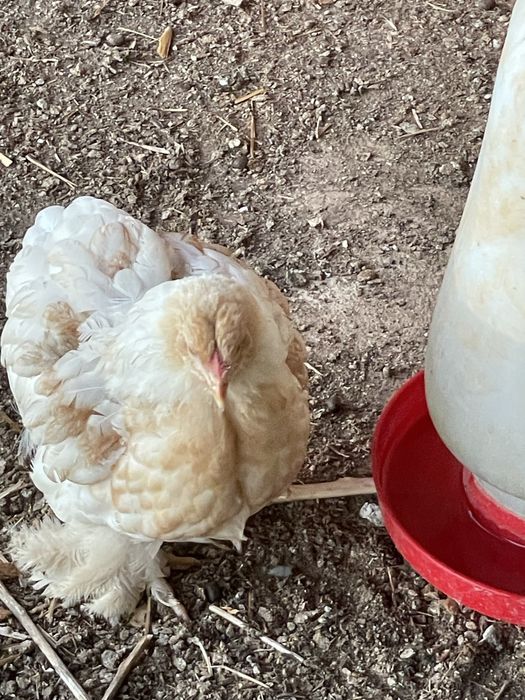Galinhas Brahma e outras raças