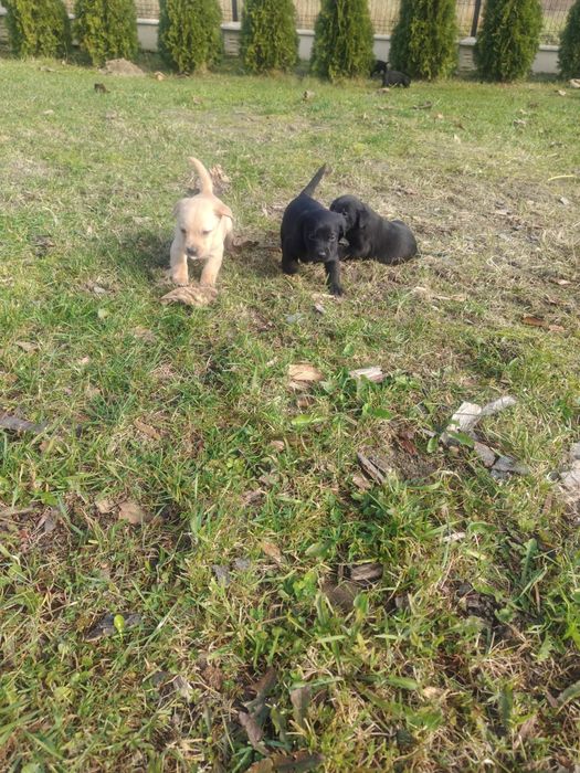 Szczenięta Labrador