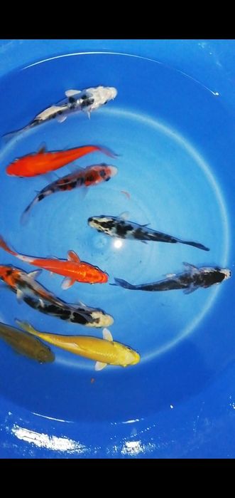 Vendo carpas kois 11-13cm
Para mais informações por favor