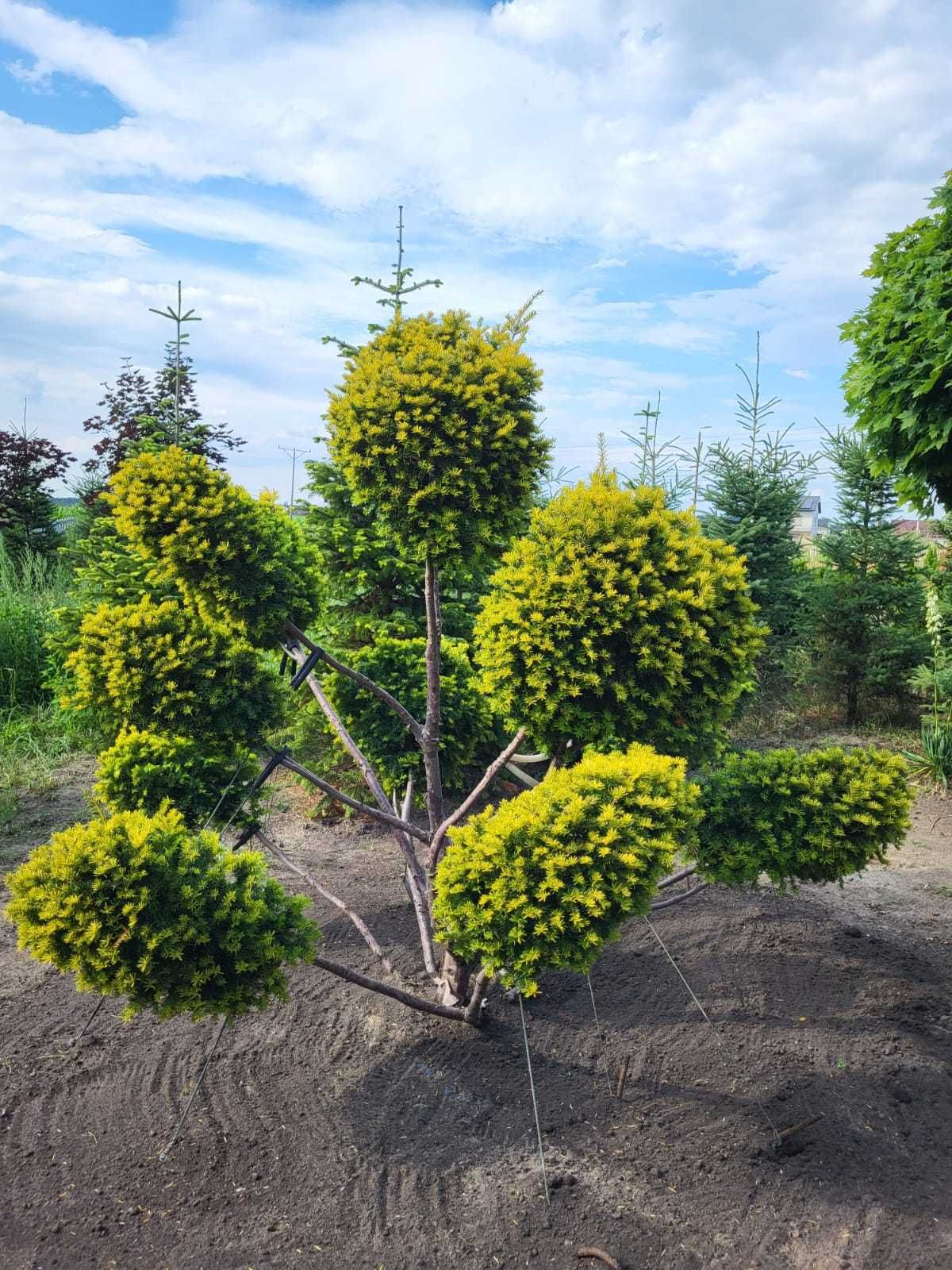 Cis formowany bonsai