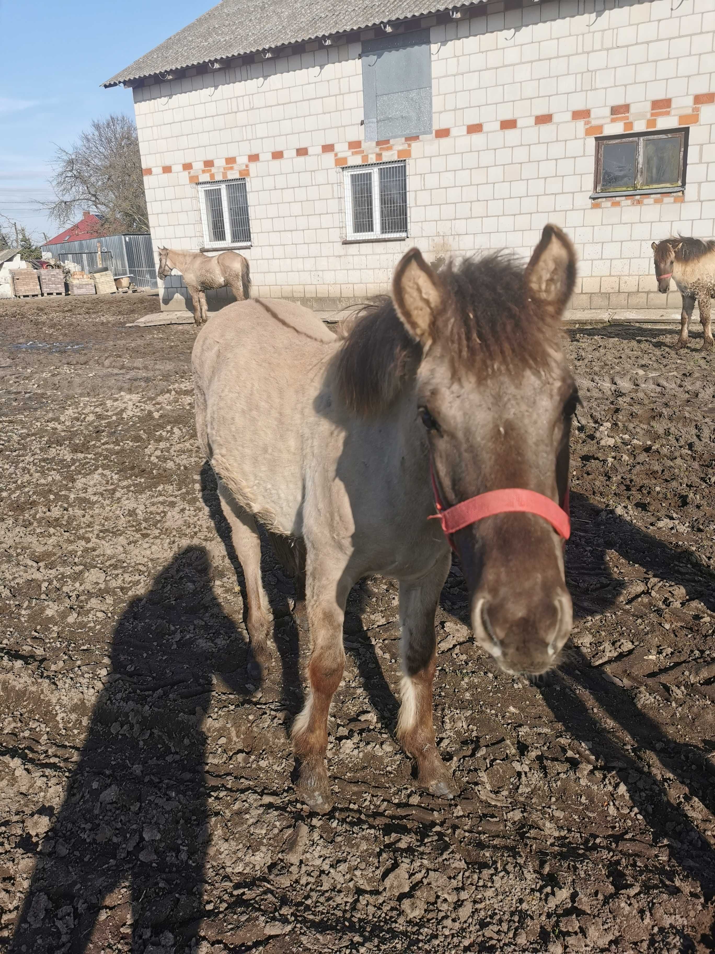 Konik polski - ogierek