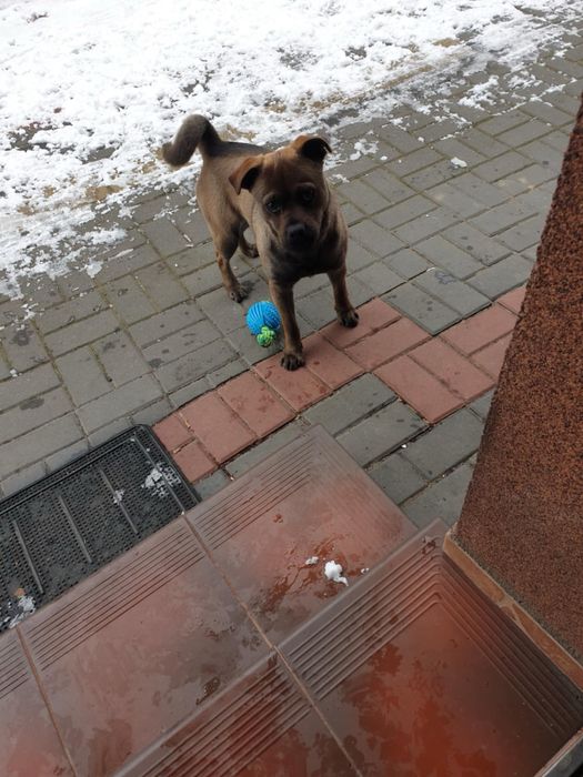 Oddam Pieska w dobre rece