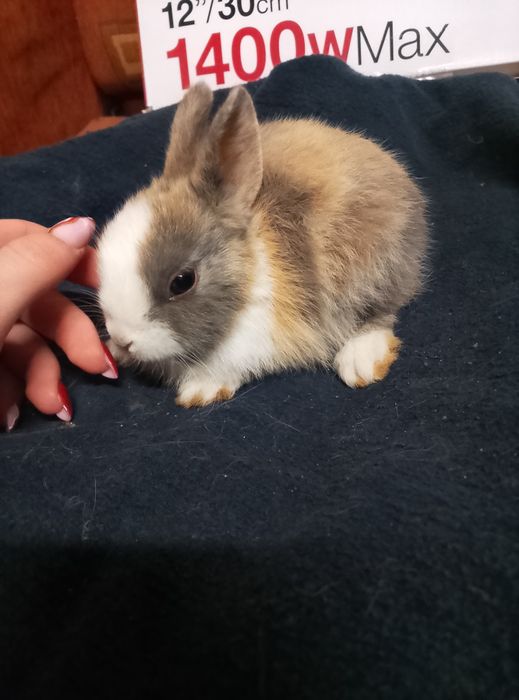 Króliczki miniaturki