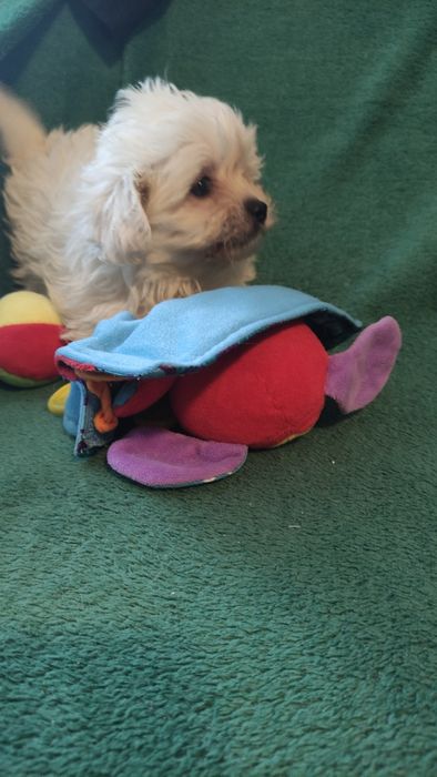 Maltipoo puchata kilka chłopiec Warszawa pudel maltańczyk