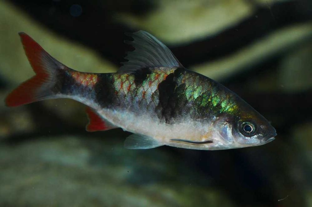 Brzanka pióropuszowa - Dawkinsia arulius - ARULIA - dowozimy, wysyłamy