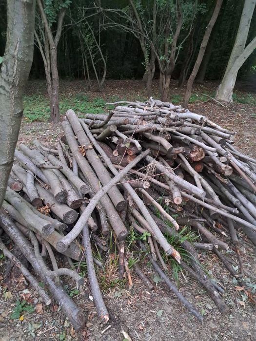 Mam do sprzedania drzewo