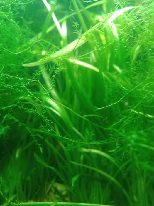 Trawka akwariowa vollisneria