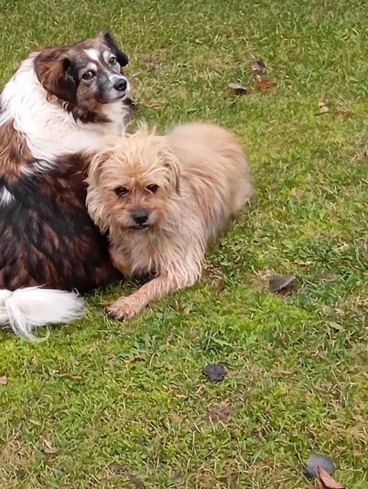 Teddy cudny psiak do adopcji