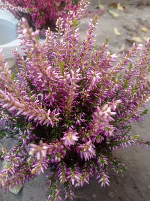 Вереск цветущий.