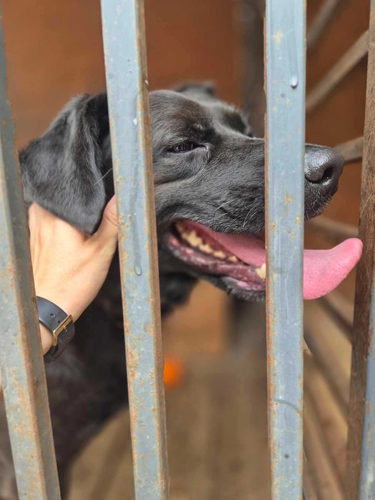 Duży samiec, czarny, spokojny, młody, 3lata