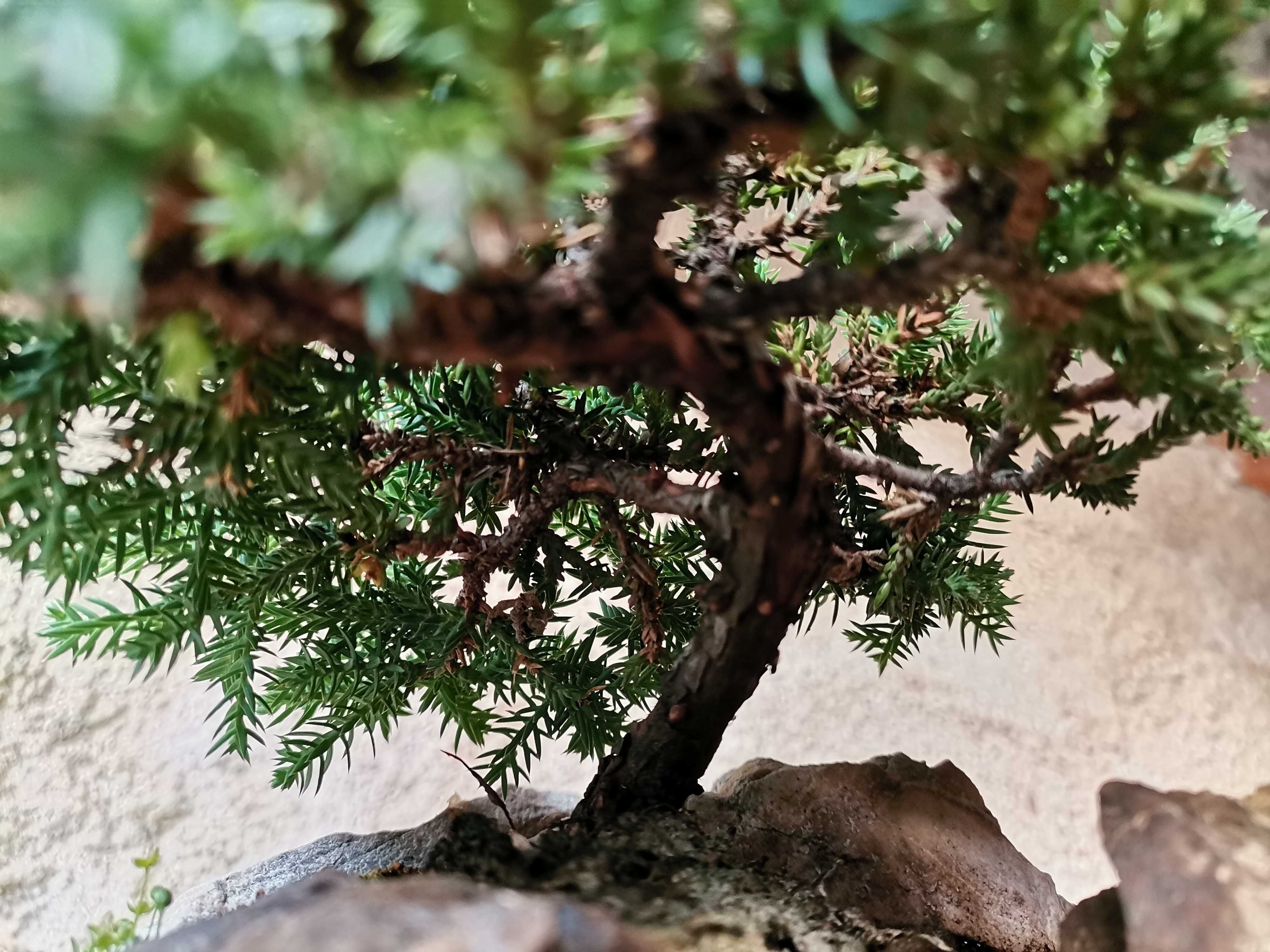 Bonsai em Rochas de "Juniperus P. Nana" - *VENDA URGENTE (DESOCUPAR)*