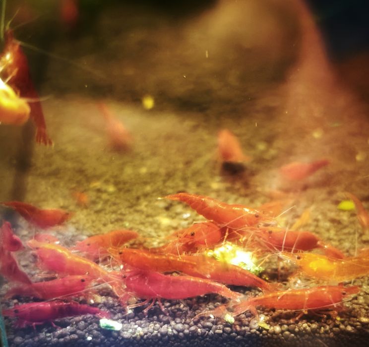 krewetki blue dream / blood mary