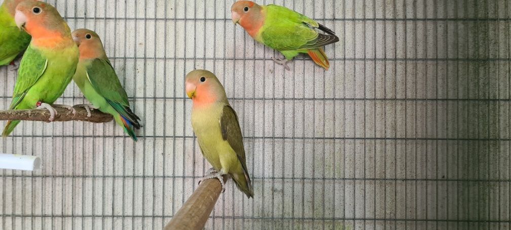 Agapornis Roseicollis
