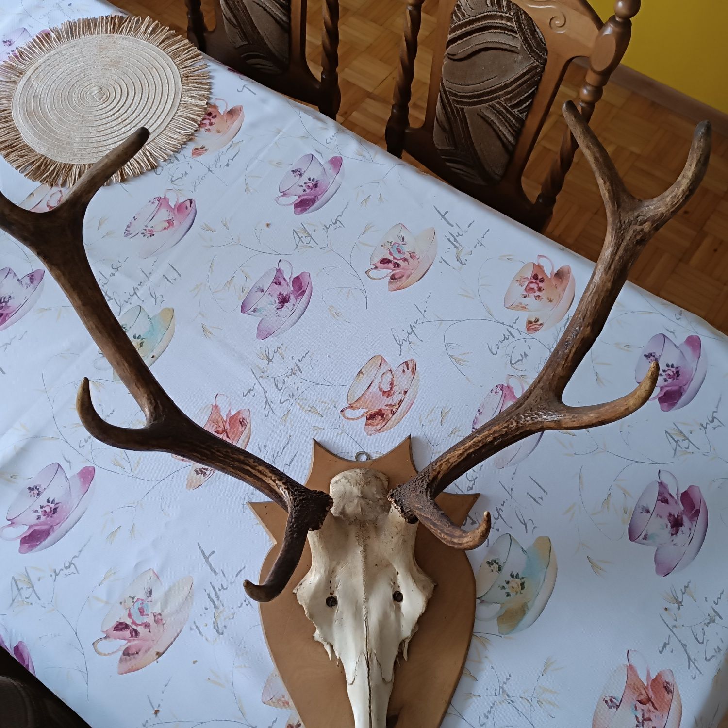 Poroże jelenia, rogi duże
