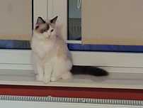 Kotka rasy Ragdoll