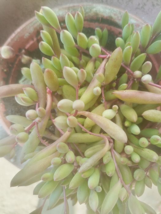 Оттона хрестовник