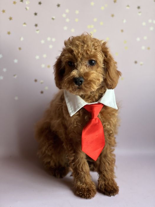 Мальтипу ф2 яркий мальчик