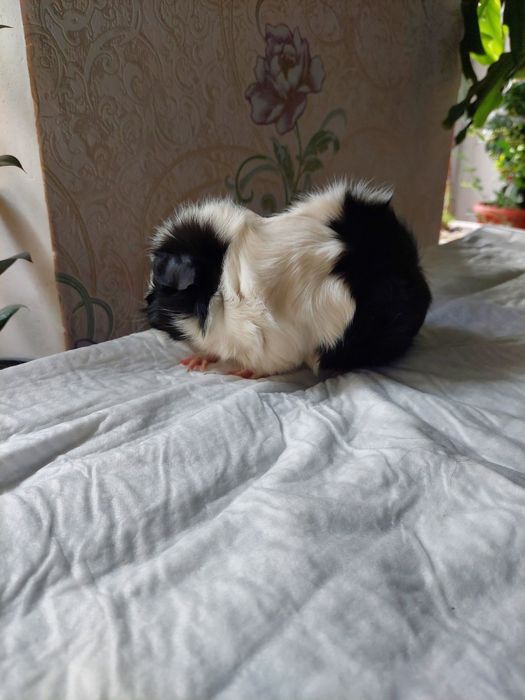 Продам красивую морскую свинку!